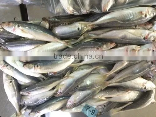 Horse Mackerel Manufacture From China With Size 100 - 200 g /pcs