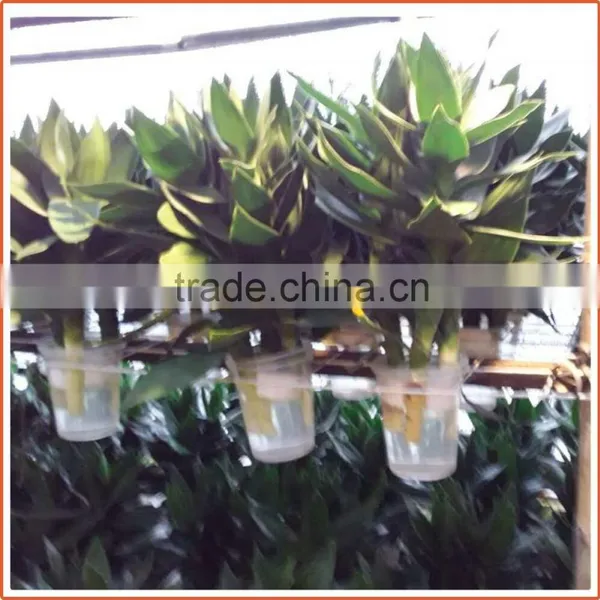 40cm Lotus Lucky Bamboo Air Bonsai Tree Dracaena Sanderiana Indoor Water Aquatic Feng Shui Plants Nursery Garden Decoration photo-5