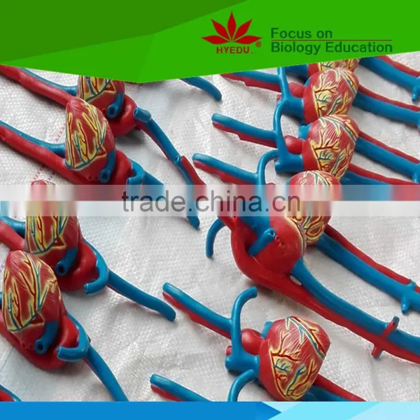 Low Priced Human Cardiac Cycle and Size Cycle Electic Model photo-5