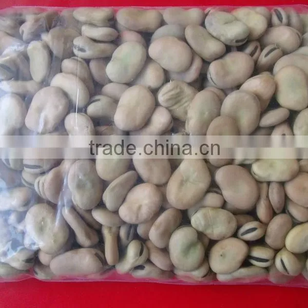 Price of Broad Beans / Faba Beans / Fava Beans for Cannery photo-4