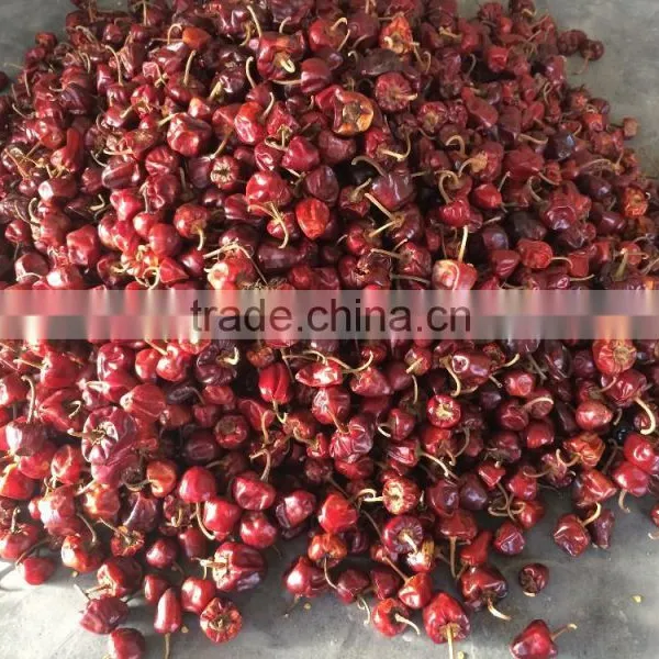 Round Chilli photo-2