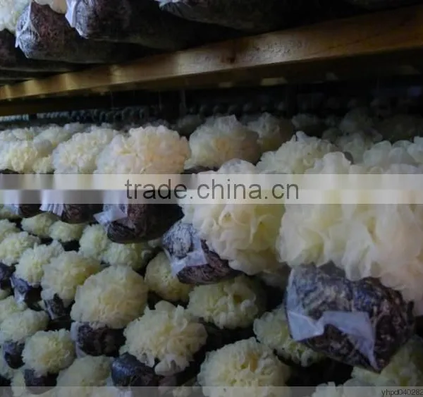 Mushroom Spawn,Shiitake Log,Lentinula Edodes Mushroom photo-4