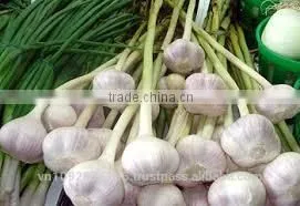 NATURAL GARLIC