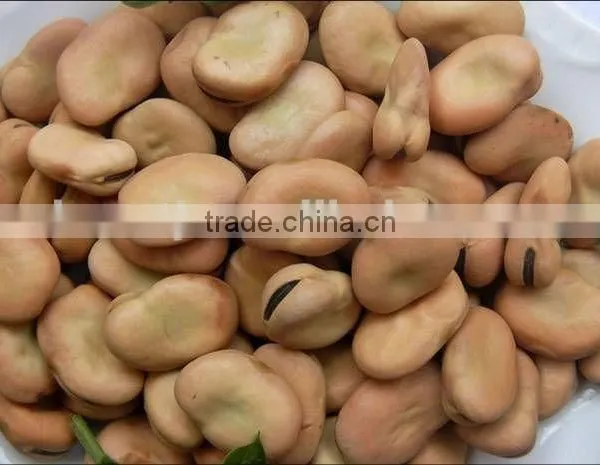 Dry Broad Beans