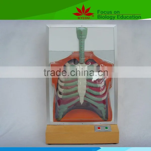 Low Priced Human Respiratory Motion Model