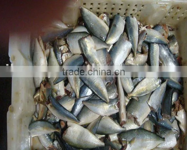 Sardine