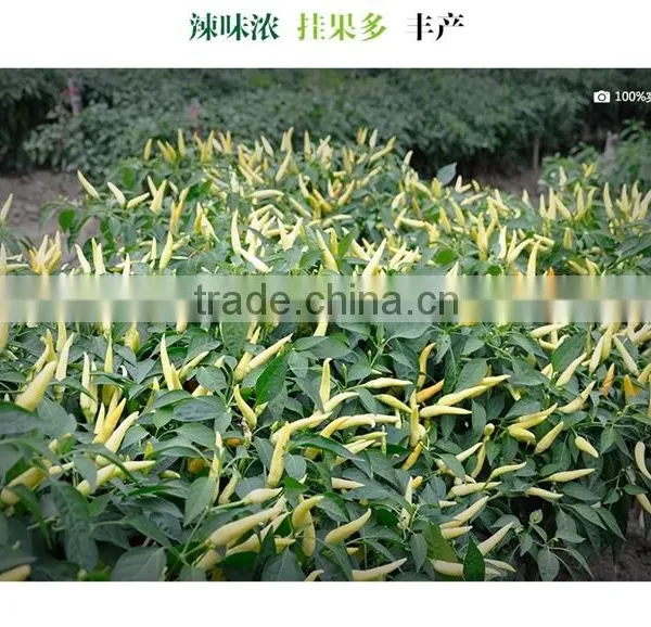 Hot Sale Hybrid Yellow Chili Pepper Seeds-Xin Shu photo-3