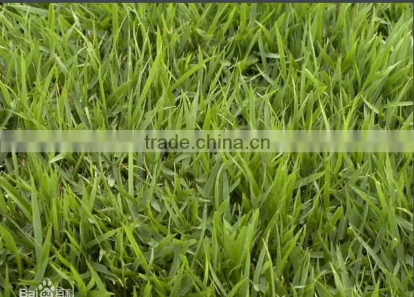 Zoysia Japonica photo-4