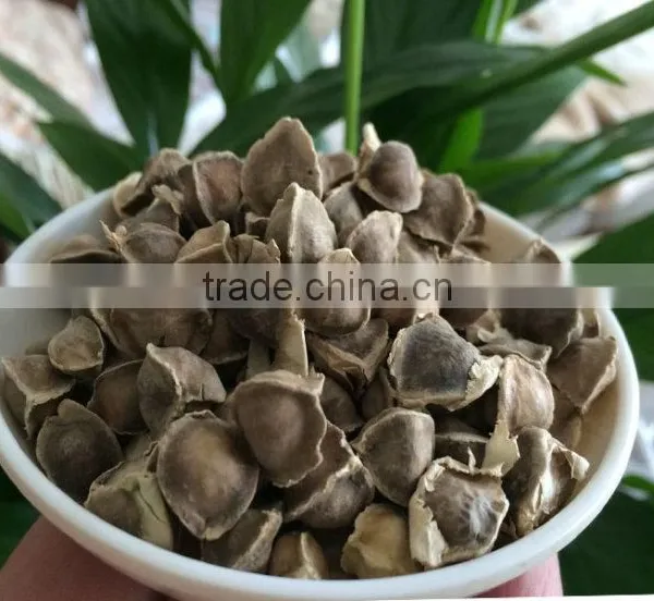 Food Grade Best Extract Moringa Seeds Prices photo-3