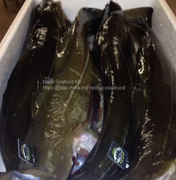 Atlantic Cod Fish, Cod Fillet, Norway Dry Stock Fish Cod HOG, Cod Bladder, HADDOCK Fish, Saithe Fish, Frozen Cod Head