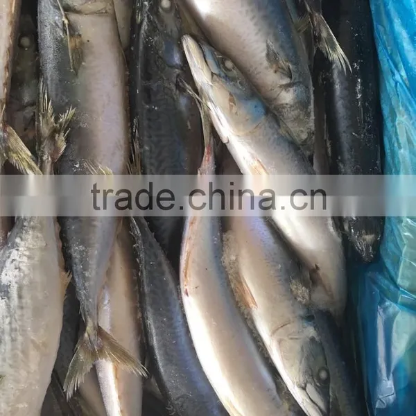 2016 New Caught Frozen Pacific Mackerel photo-3