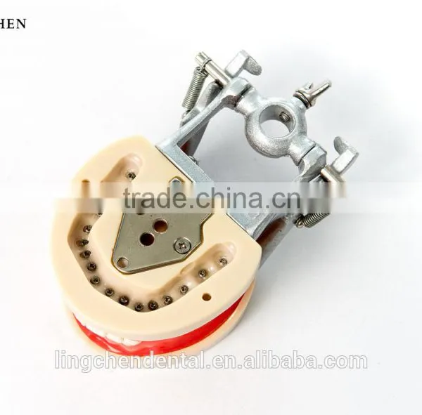 Hot Sell Dental Teeth and Jaw Study/teeth Jaw Model photo-3