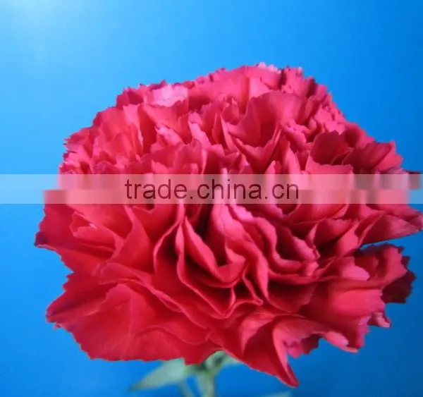 Good Smell Crazy Selling New Arrival Fresh Carnation for Home Decor photo-2