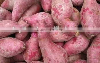 2015 Sunny Orchard Fresh Sweet Potato photo-2