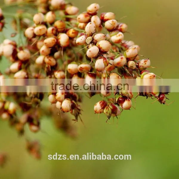 Hybrid Sorghum Seeds