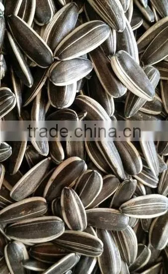 Best Cheap Sunflower Seed 601 photo-2
