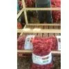 Buy China Red Onion