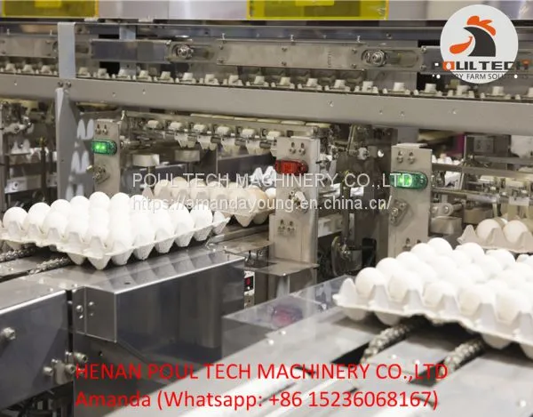 Egg Grading Machine for Sale 3000 - 10000 Eggs/Hour photo-2