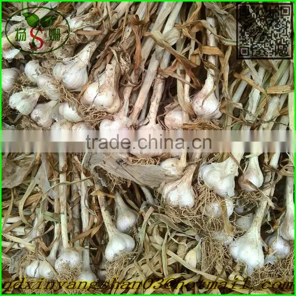2015 Cang Shan 4-6 Clove Garlic(The Best Quality) photo-2