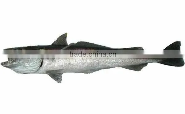 WR Frozen Hake