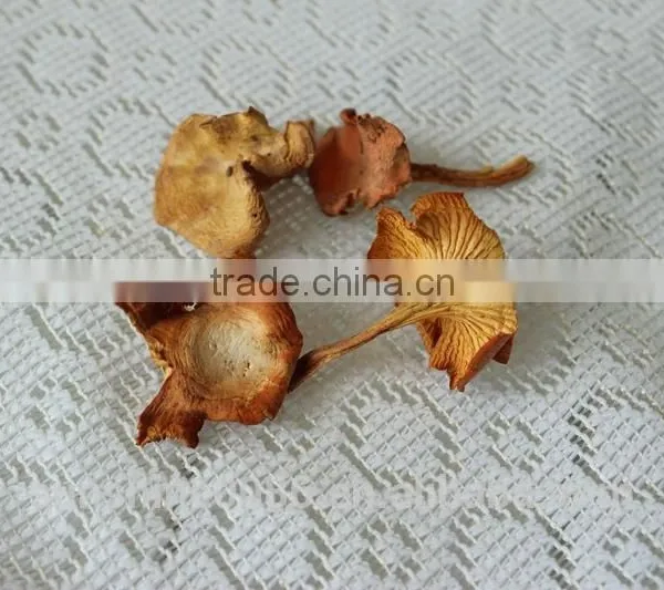 Wild Organic Dry Cantharellus Cibarius Mushroom / Chanterelle photo-2