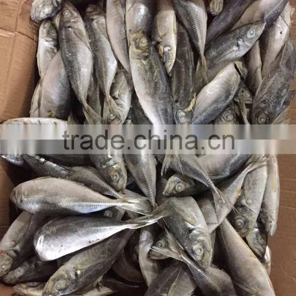 Horse Mackerel 20cm+ photo-3