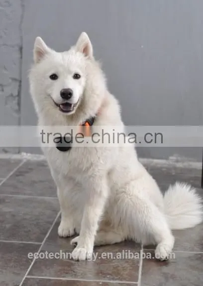 Pet Camera Can Display Tel No. photo-5