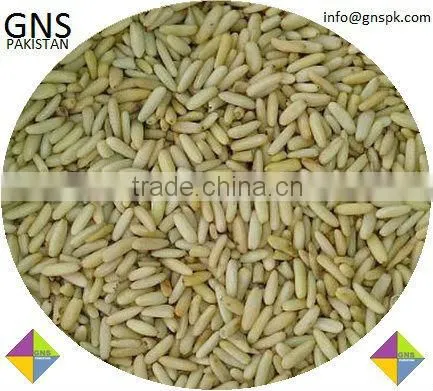 Fine Quality Pine Nuts Kernels - Pakistan Origin photo-5