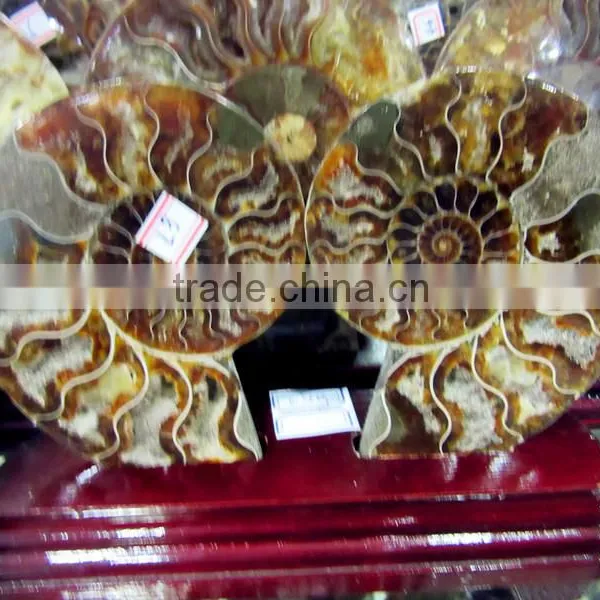 High Quality Conch Fossil Stone for Home Decoration photo-4