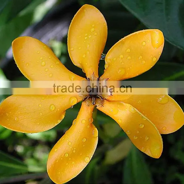 Ylang-Ylang Essential Oil On Best Price From Borg Export India 100% Natural photo-5