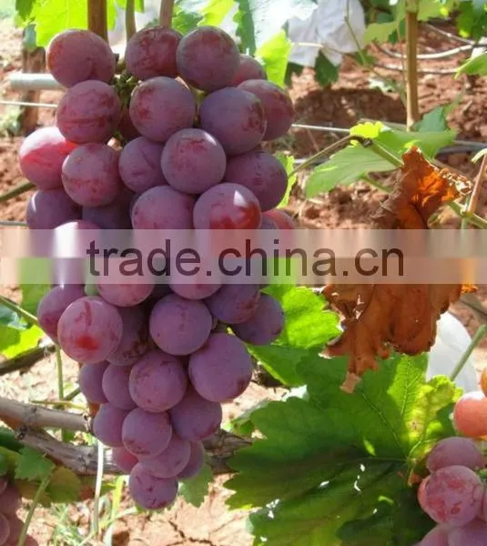 Fresh Red Grapes From Yunnan