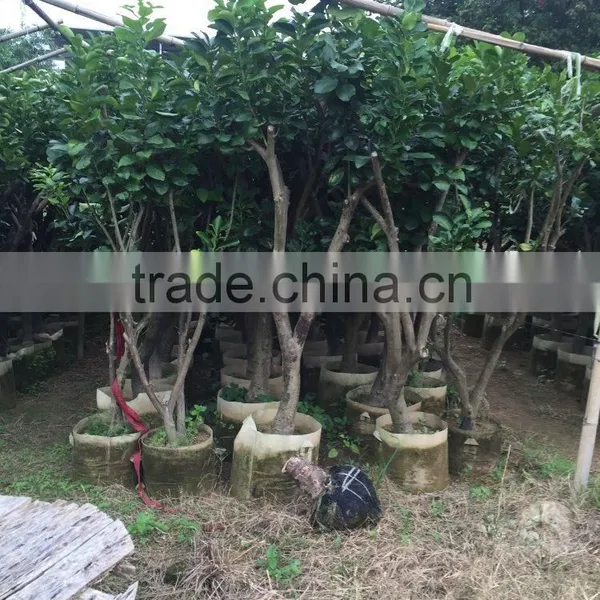 Pomelo Fruit Tree photo-4