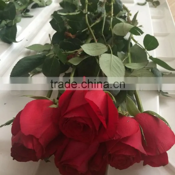 Natural Fresh Flower Fresh Rose From Kunming photo-3