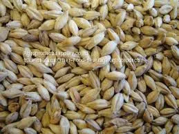 Good Quality Barley