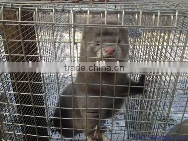 Mink Breeding/Mink Farming Cage photo-6