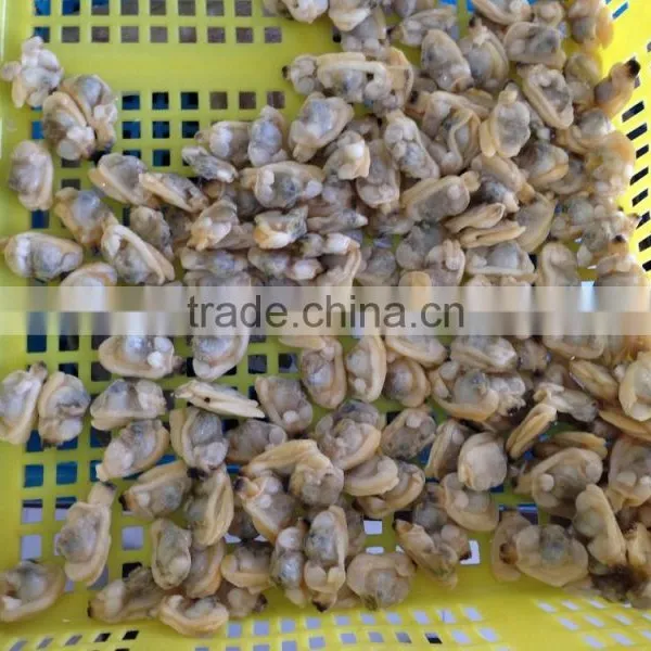 IQF Frozen Boiled Short Necked Clam Meat photo-3