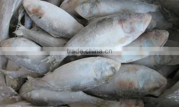 FROZEN SARDINE FISH/ SHAD FISH/ SIZE 4/6 photo-3
