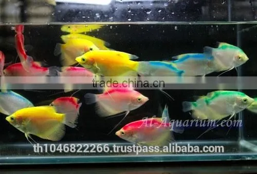 Giant Gourami Mix Color / Aquarium Fish Exporter photo-2