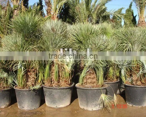 Chamaerops Humilis Cerifera