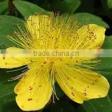 St. John's Wort Oil photo-2