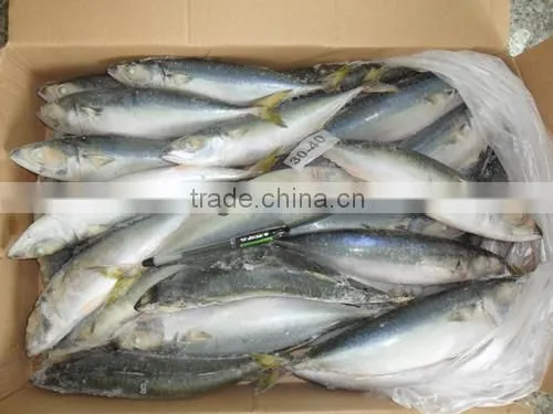 High Quality WR Frozen Scomber Japonicus Mackerel 250-300g photo-2