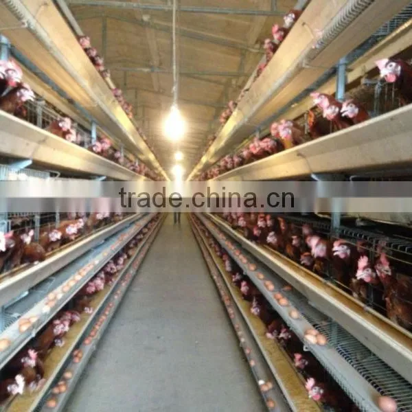 Cheaper Price Automatic Poultry Feed Equipment for Chicken Farm