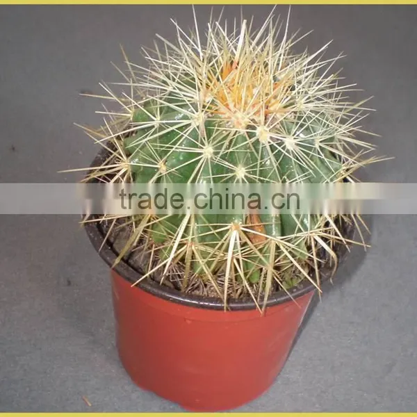 Mini Cactus Succulent Indoor Plants Bonsai Nursery Echinocactus Grusonii Cereus Cacti Opuntia Dillenii Cactaceae Notocactus photo-2