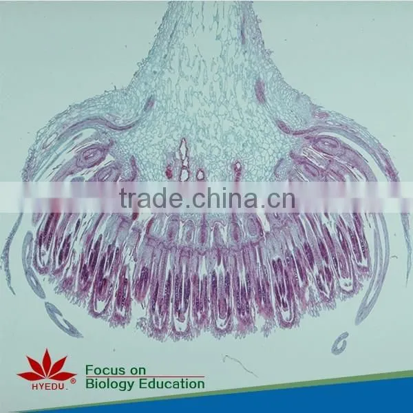 Plant & Anther Meiosis Prepared Slides Individual Microscope Prepared Slide photo-5
