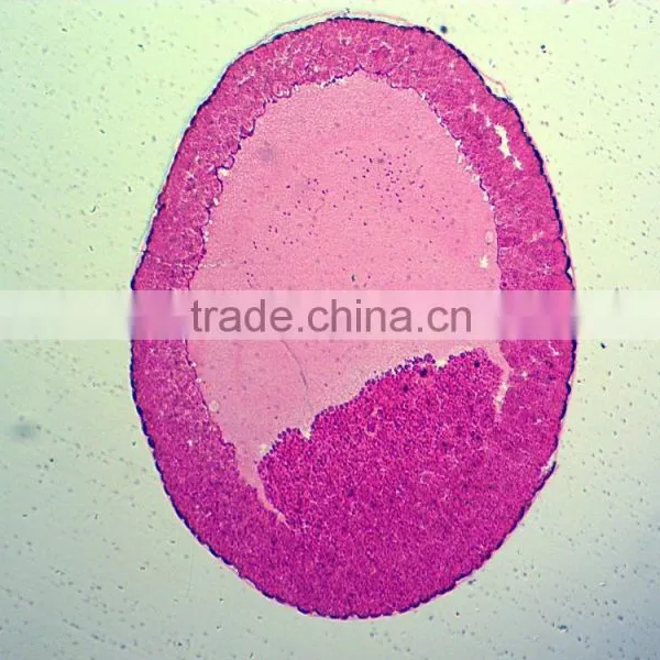 Students Training Chick Embryo Prepared Slides photo-4