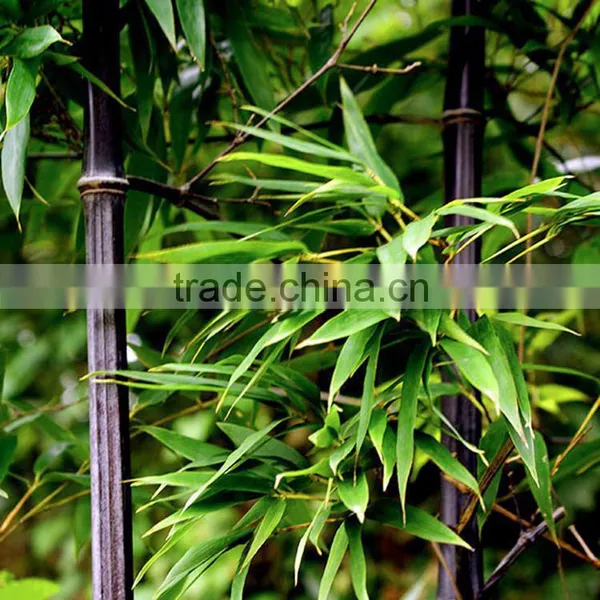 Bamboo Seedling photo-3