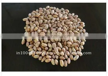 Fresh Bold Peanut