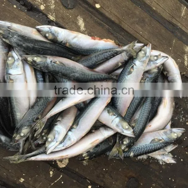Scomber Japonicus 2016 New SHIPFROZEN Pacific Mackerel 200-300g photo-3