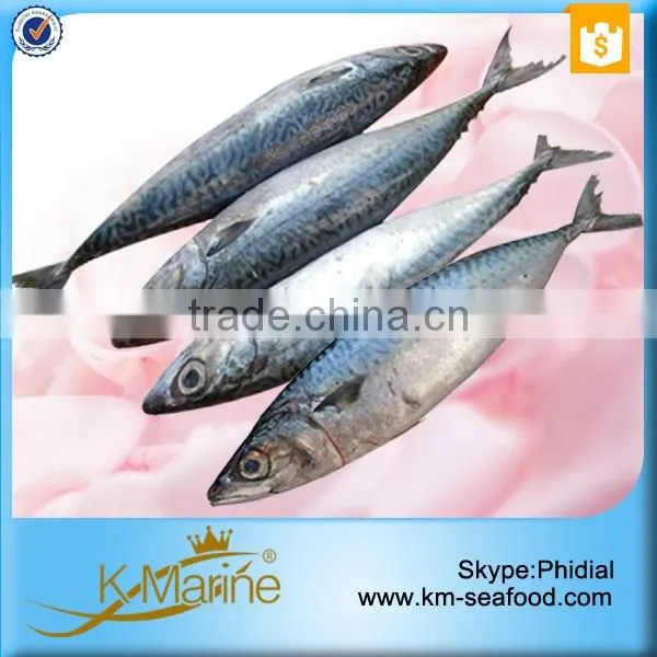 Hot Sale Competitive Prices Land Frozen Mackerel Fish Benefits photo-2