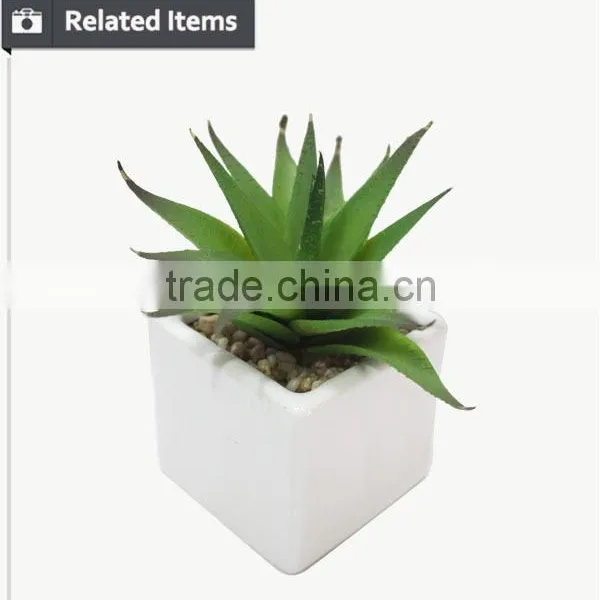 Hot Sale Miniascape of Aloe Vera Mini Plant for Office Supply photo-3